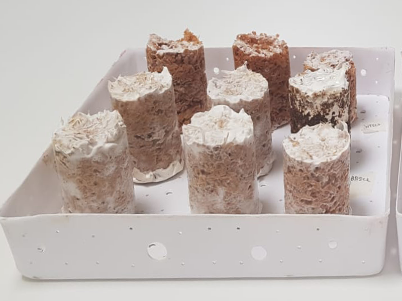 Update bouwen met mycelium