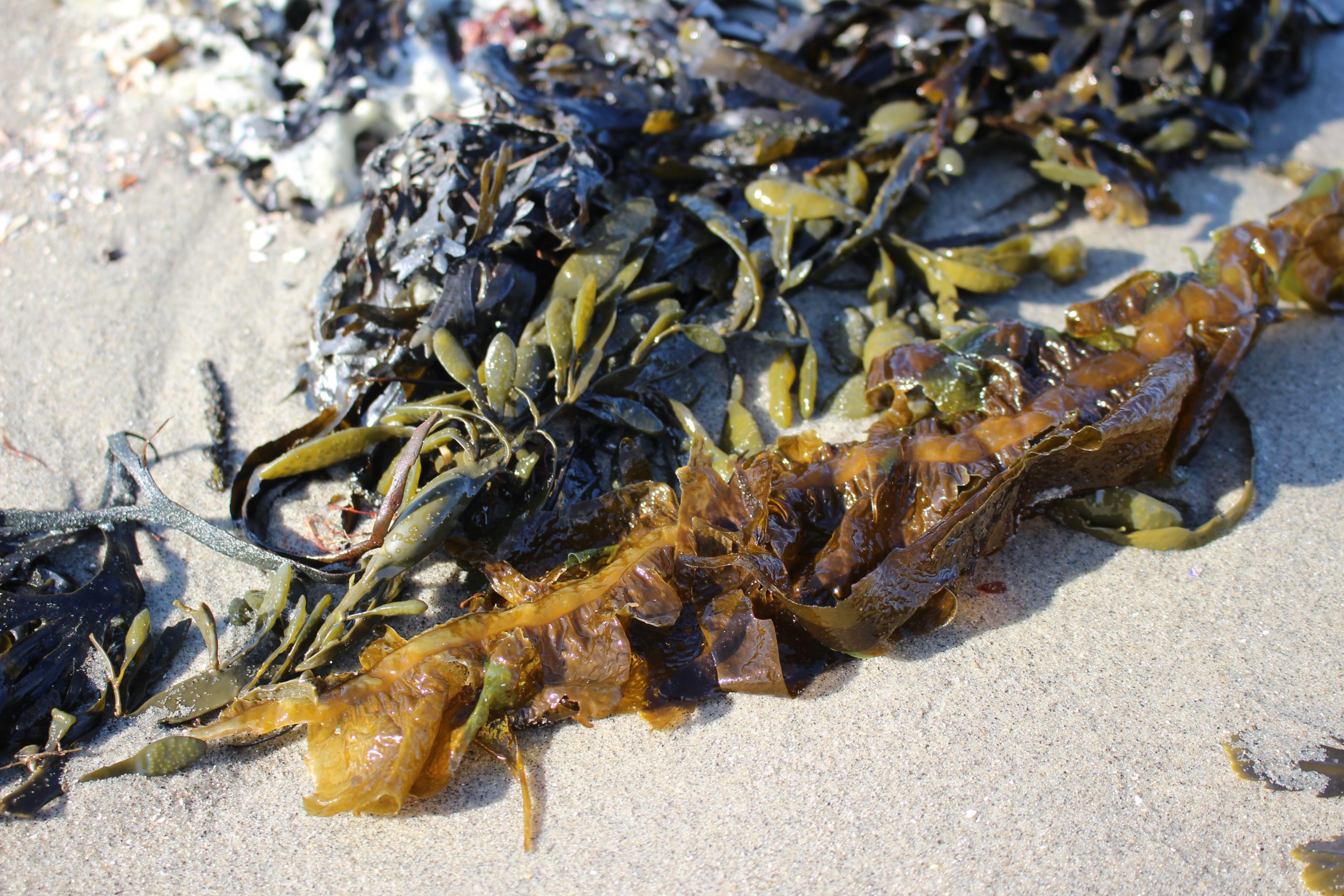 Marine Biobased Specialties