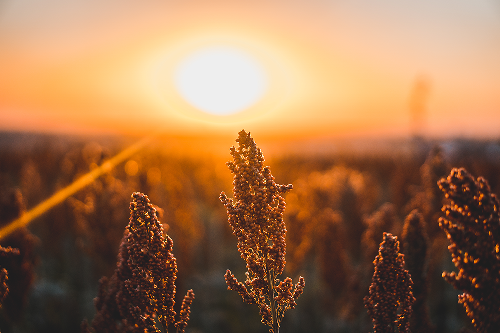 sorghum