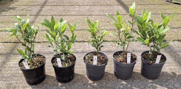 biochar_plantenpot_1