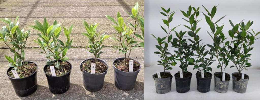 biochar_plantenpotten